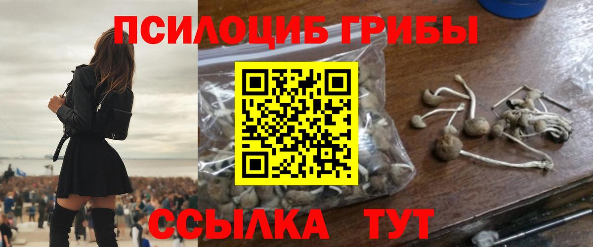 Псилоцибиновые грибы Psilocybe Россошь